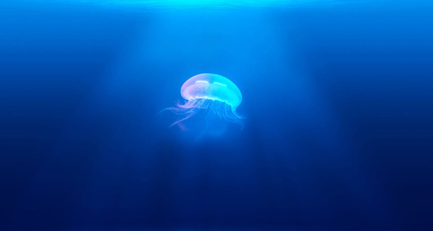 Jellyfish Jellyfish